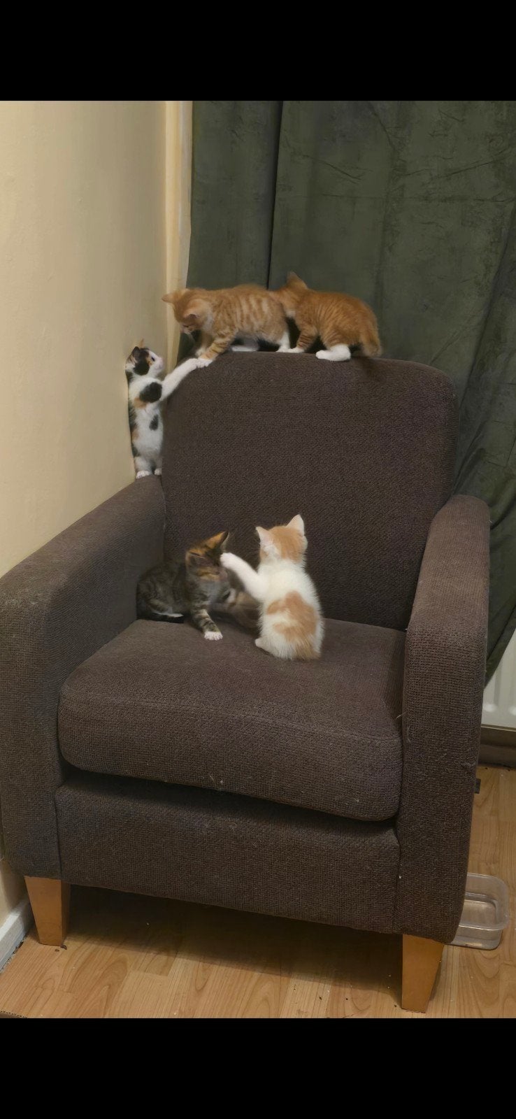 2 super liefe kater kittentjes zoeken een huis, Kater, Kortharig, 0 tot 2 jaar