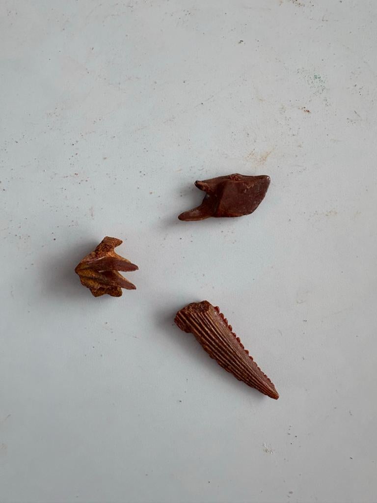 Leuke gefossiliseerde zaagtanden, Ophalen of Verzenden, Fossiel