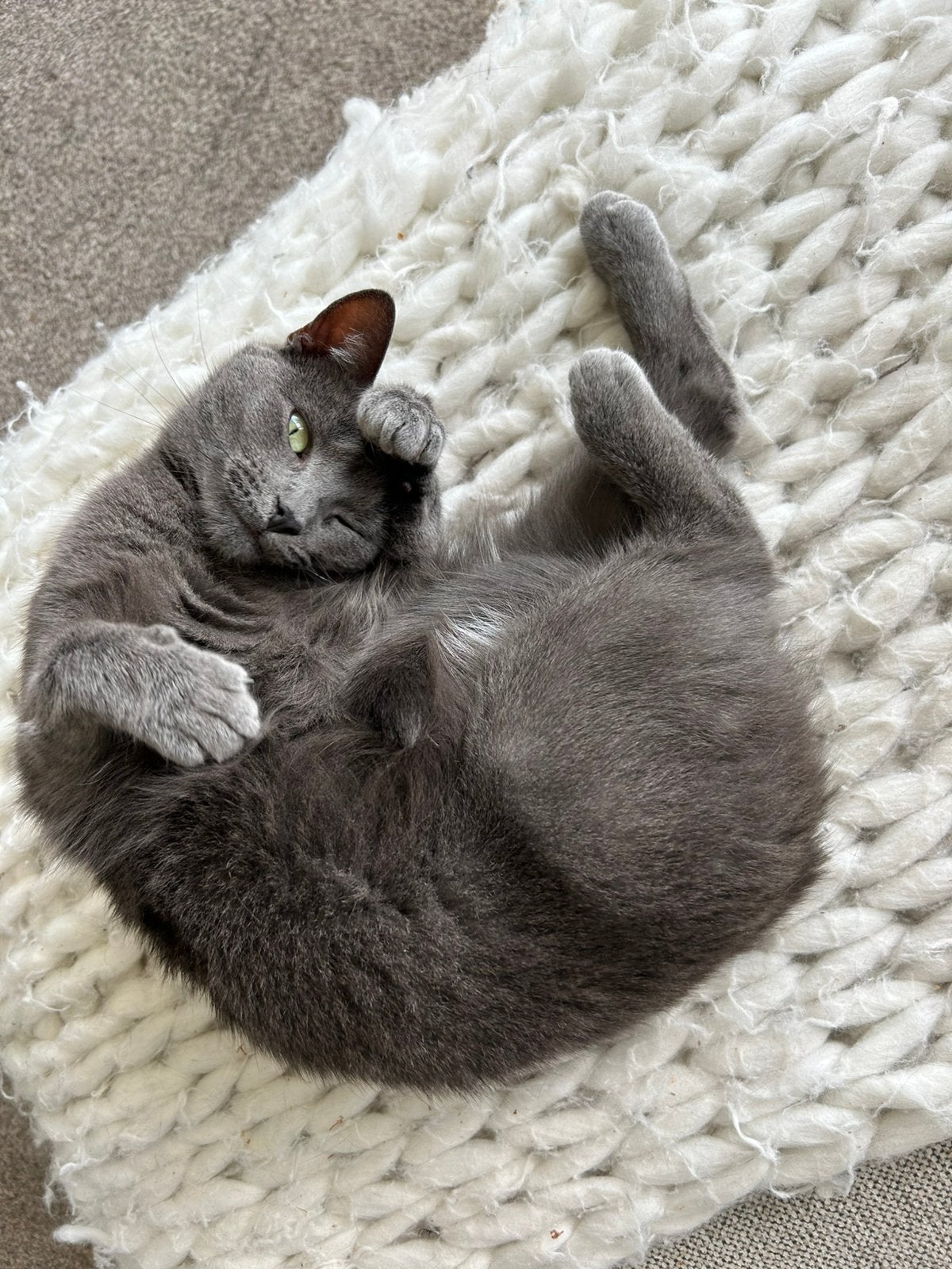 Kitty, Poes