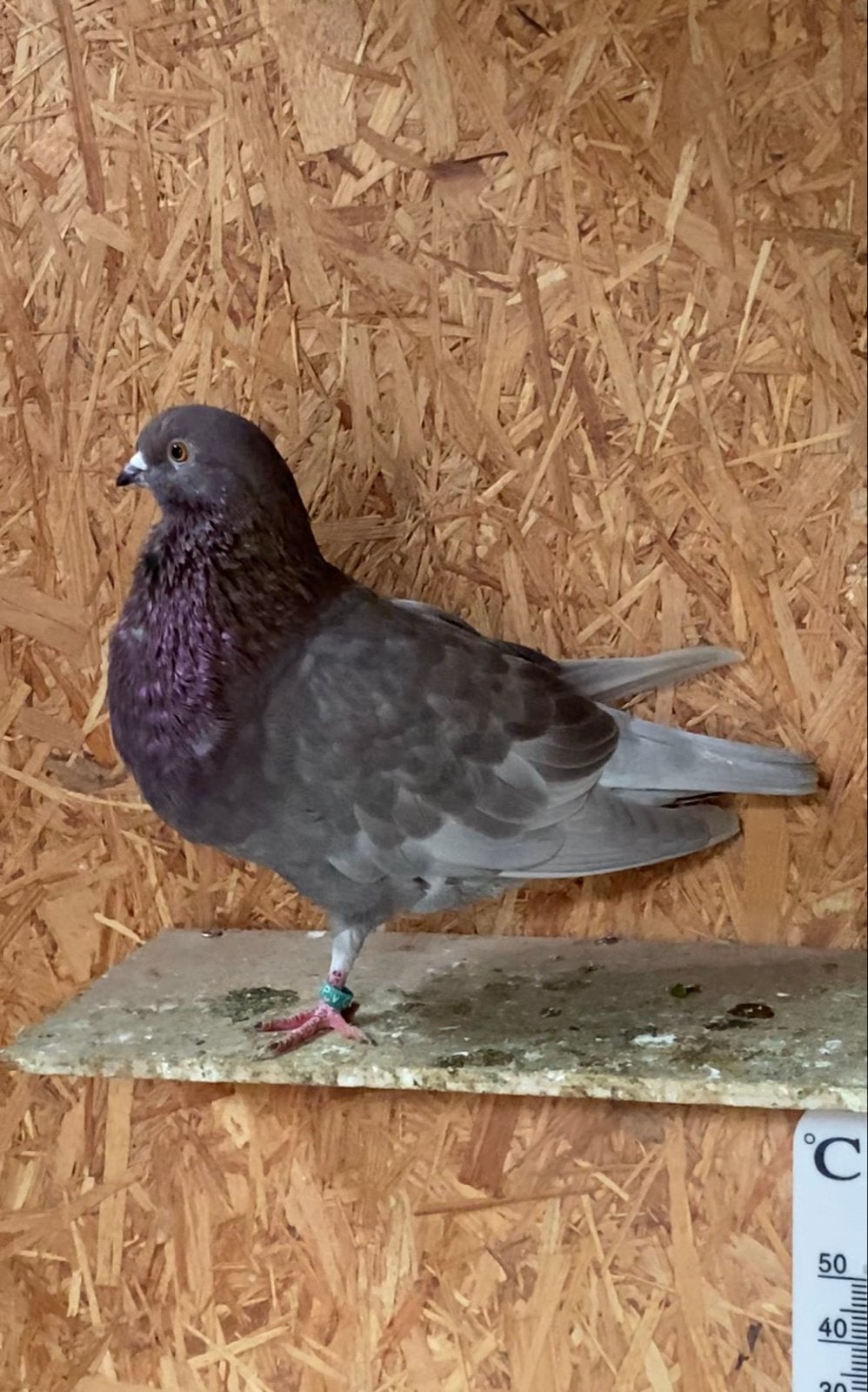 Haagse tilduif duivin, Vrouwelijk, Kropper