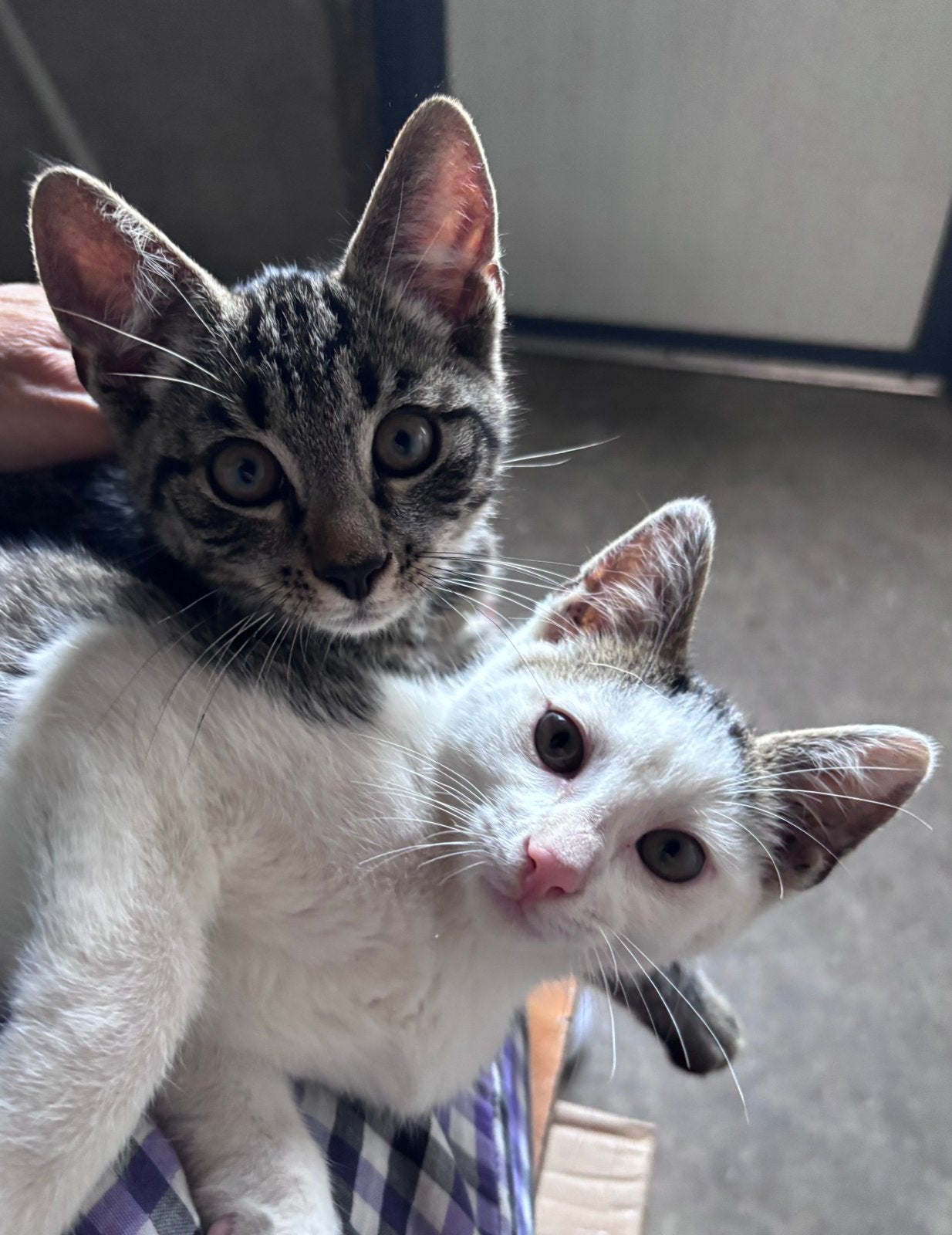 Superlieve boerderij kittens (2 katertjes) te koop, Meerdere dieren, Kortharig, 0 tot 2 jaar