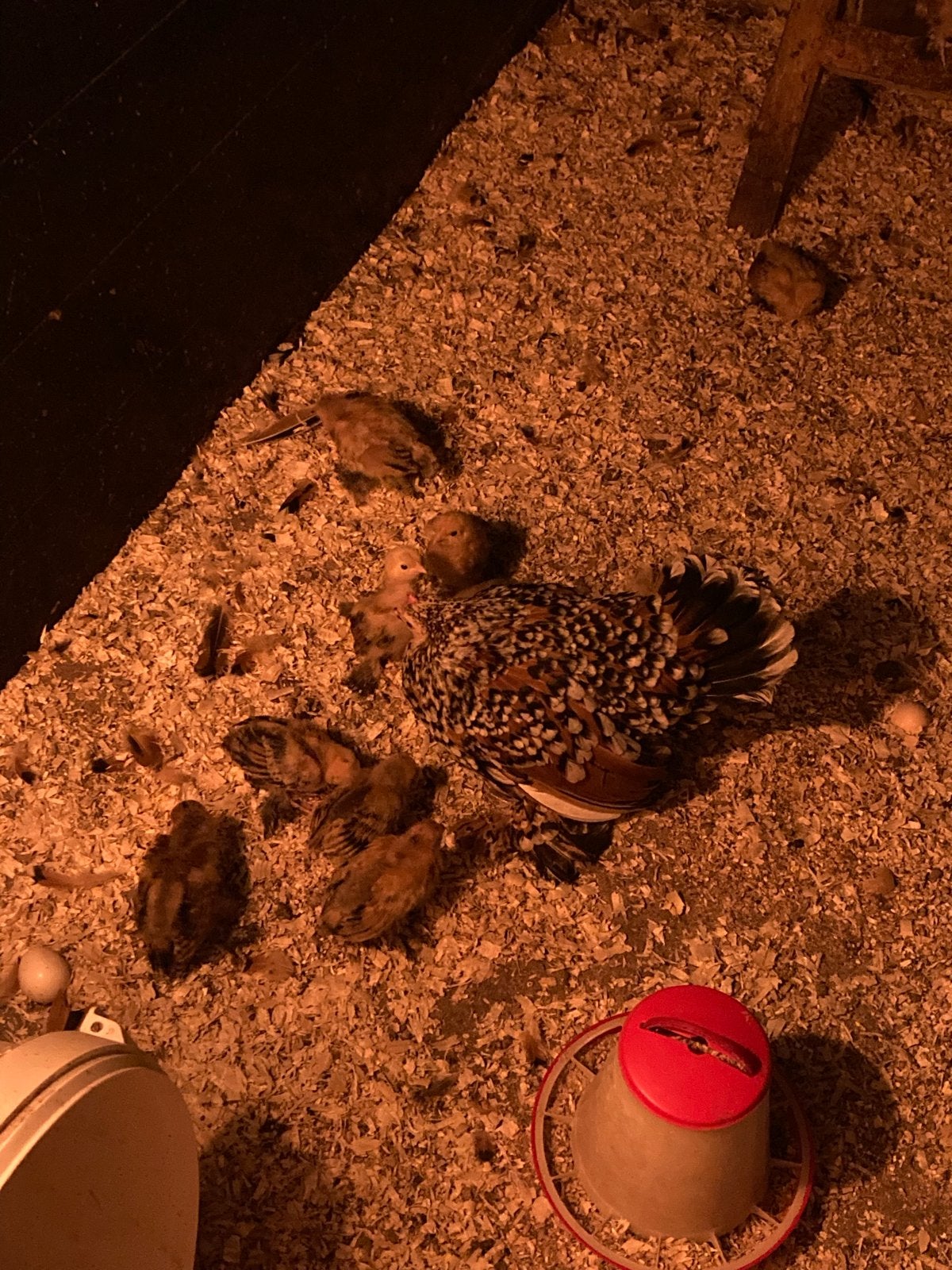 Sabelpoot porselein kleur kuikens, Meerdere dieren, Kip