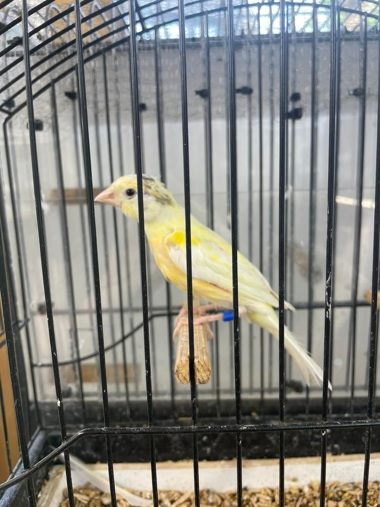 Timbrado-duits pop, Dieren en Toebehoren, Vogels | Kanaries, Vrouwelijk, Kleurkanarie