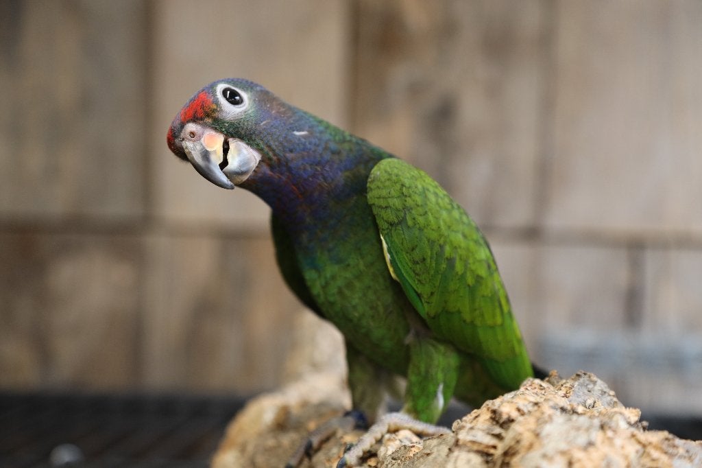 Lieve | Jonge Baby Pionussen Menstruus | Handtam | Getest, Meerdere dieren, Papegaai, Pratend