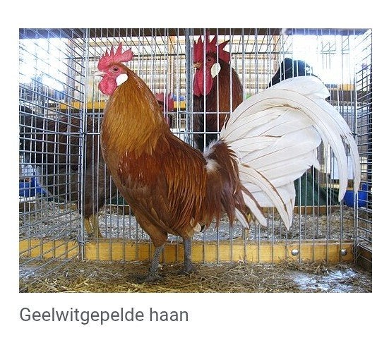 gezocht Hollandse hoen, Dieren en Toebehoren, Pluimvee, Mannelijk, Kip