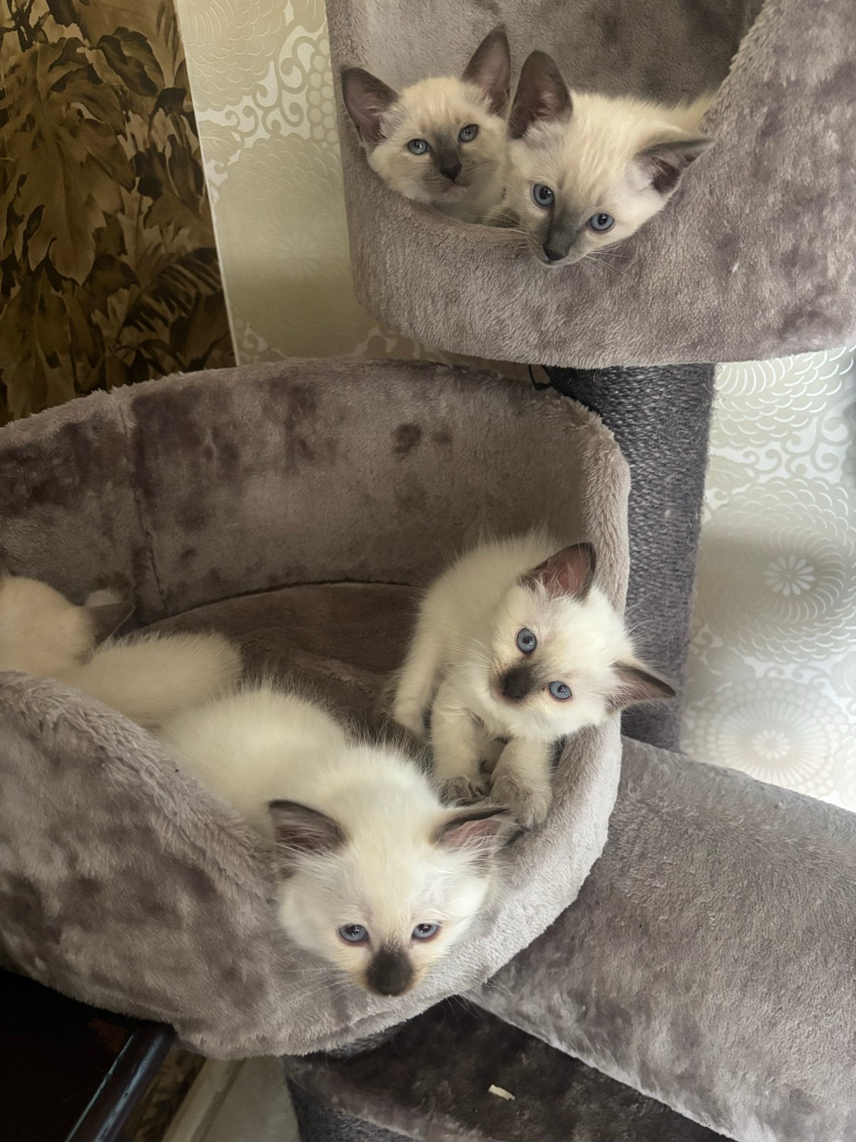 Ragdoll kittens, Meerdere dieren, 0 tot 2 jaar