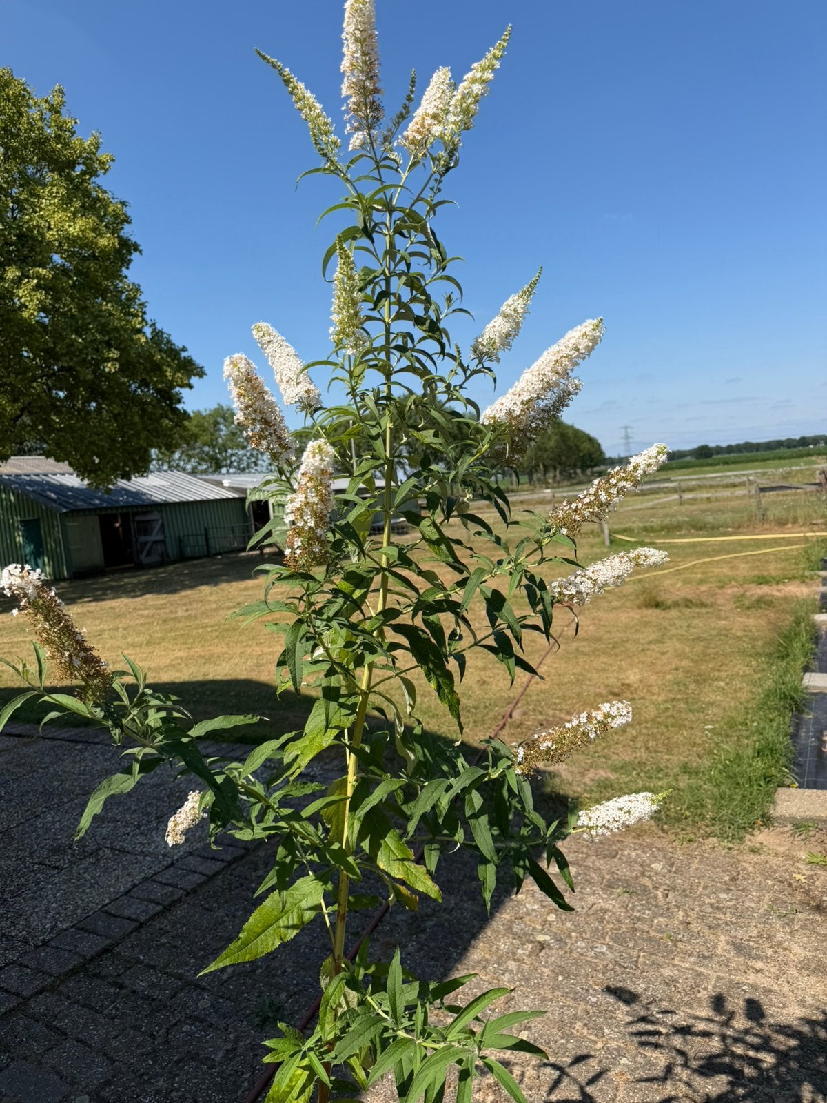Grote vlinderstruik in pot, Overige soorten, 100 tot 250 cm, Zomer, Ophalen