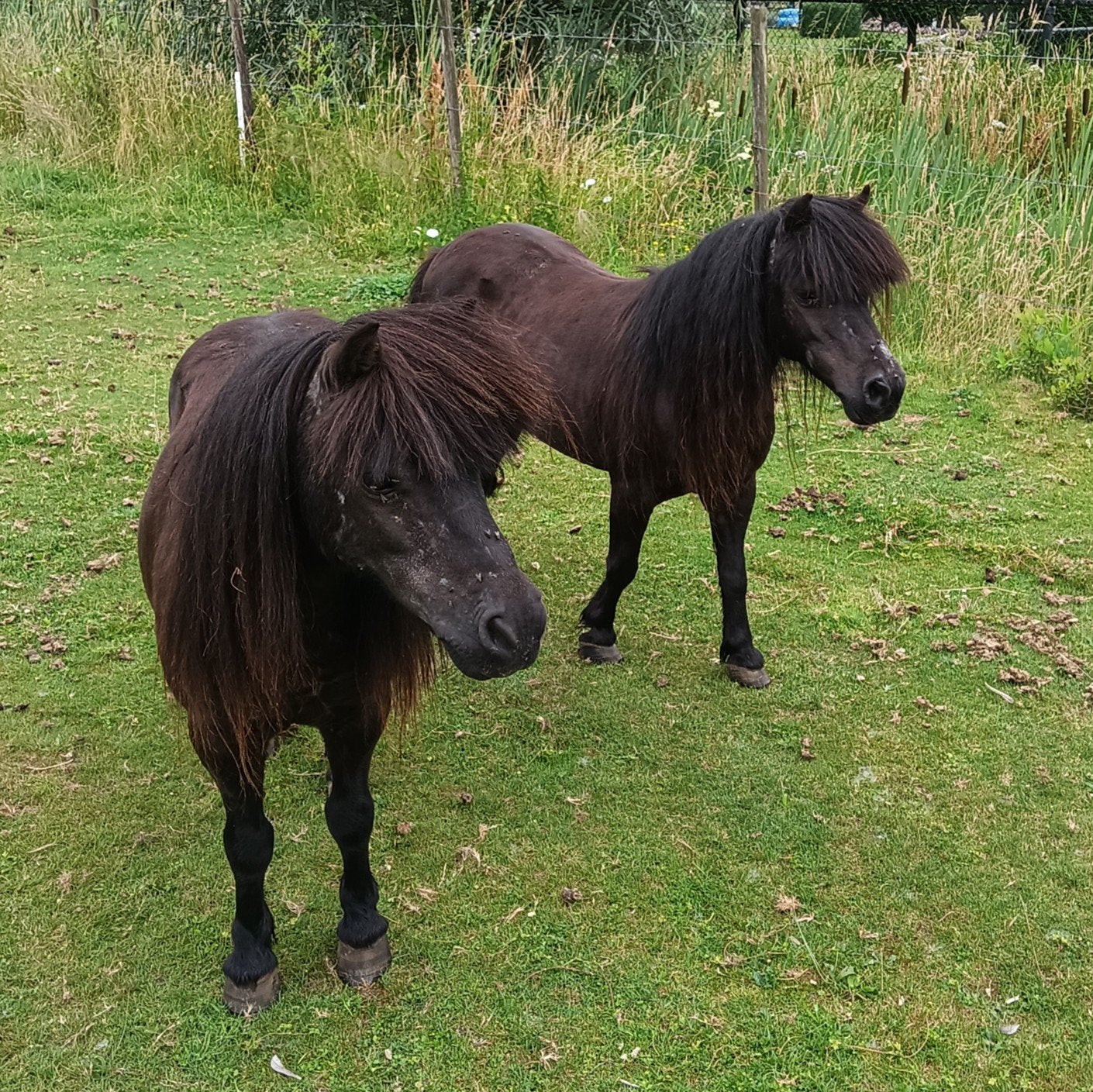 Mooie shetlandponys, Merrie