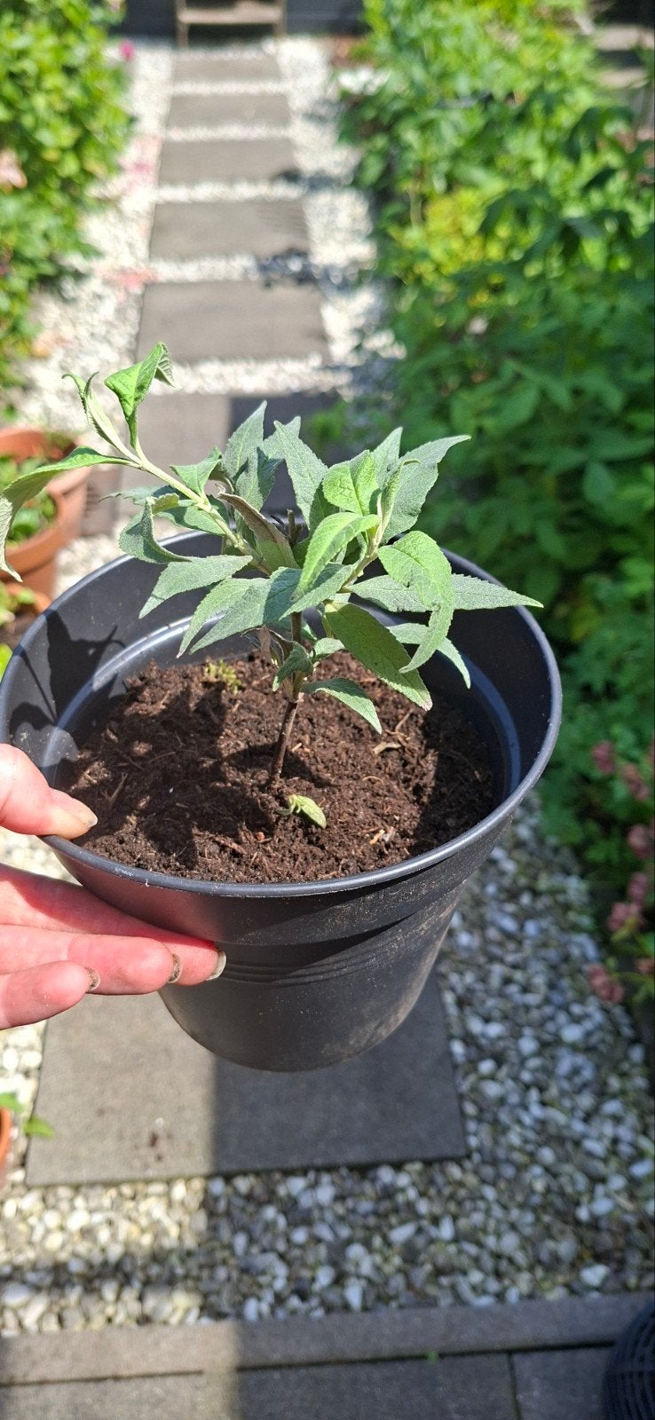 Sterke stekjes vlinderstruik te koop! Paarse bloemen., Ophalen, Overige soorten, Volle zon