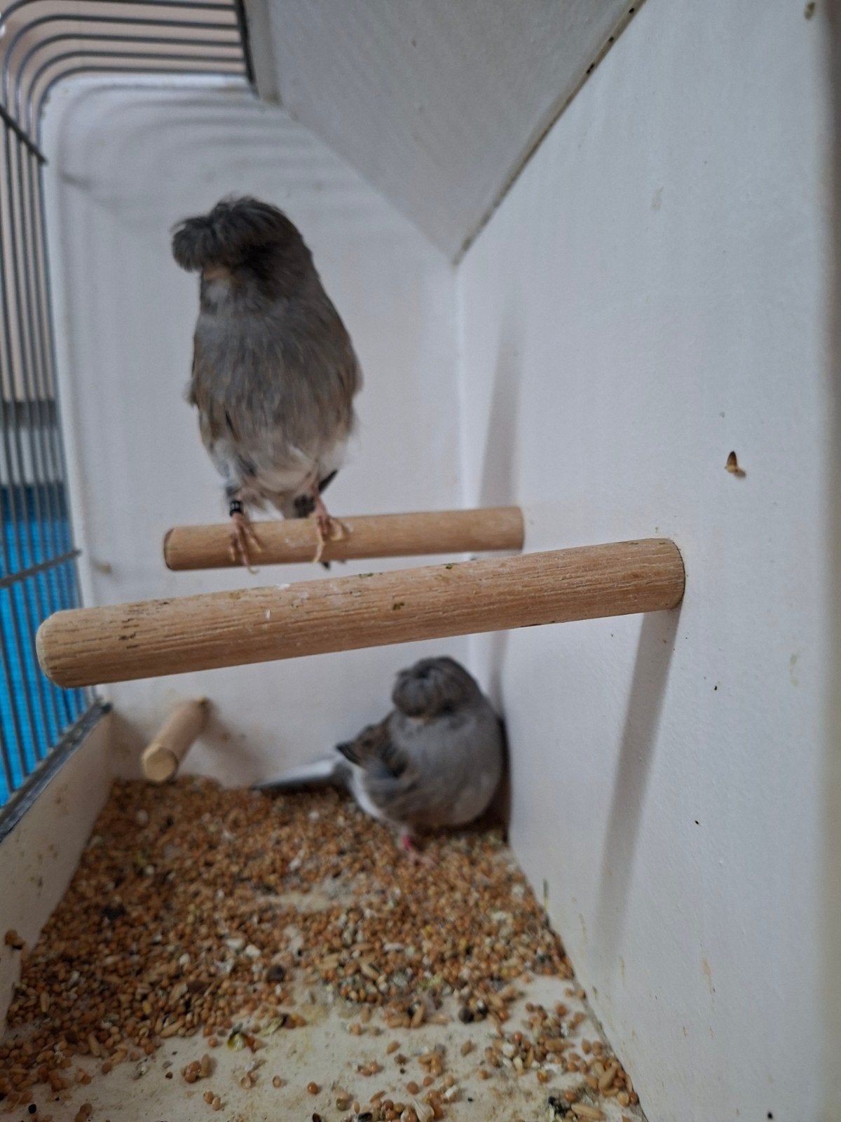 mooie grote gloster kanaries, Meerdere dieren, Kleurkanarie