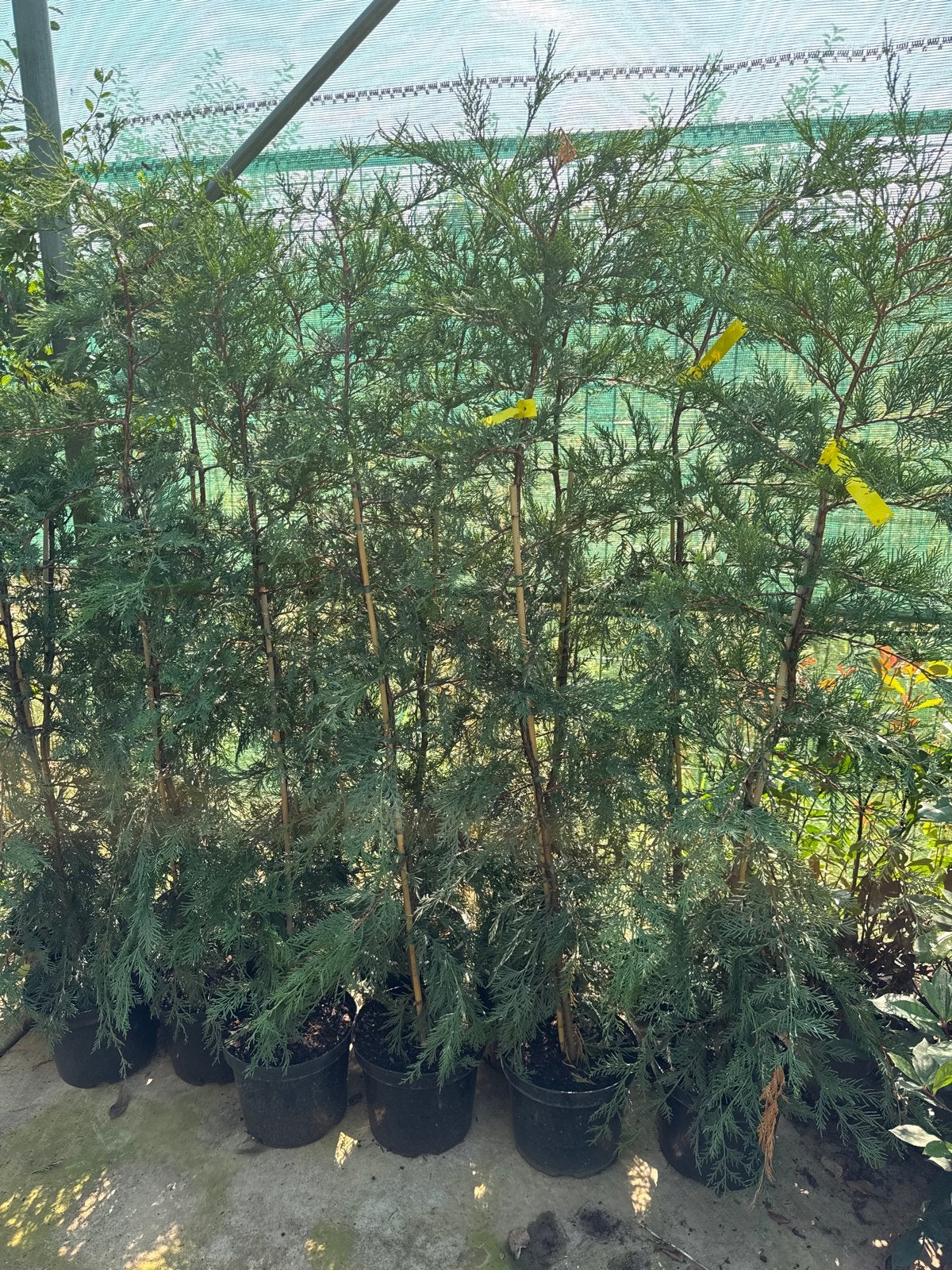 12 Leylandii Coniferen 150 cm hoog - Buxuskoning Winssen, Volle zon, Vaste plant, Bloeit niet, Ophalen