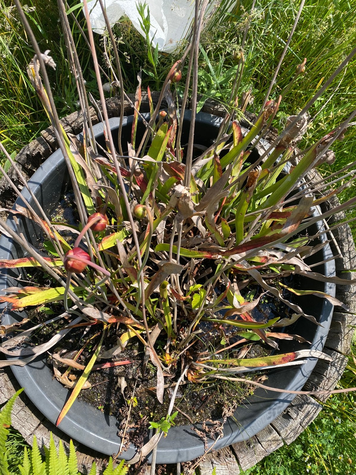 Sarracenia vleesetende plant, Ophalen, Overige soorten, Volle zon