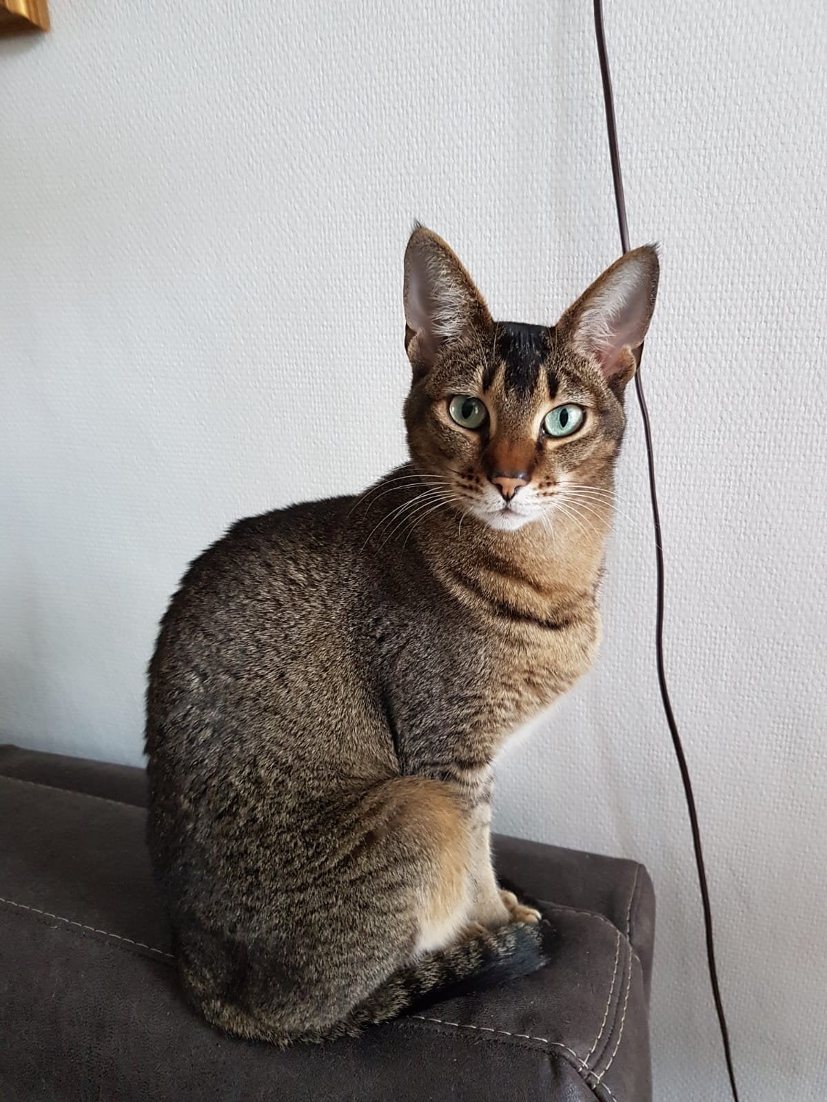 Lieve dame 7 jaar zoekt nieuw thuis., Poes, Gechipt, 6 jaar of ouder