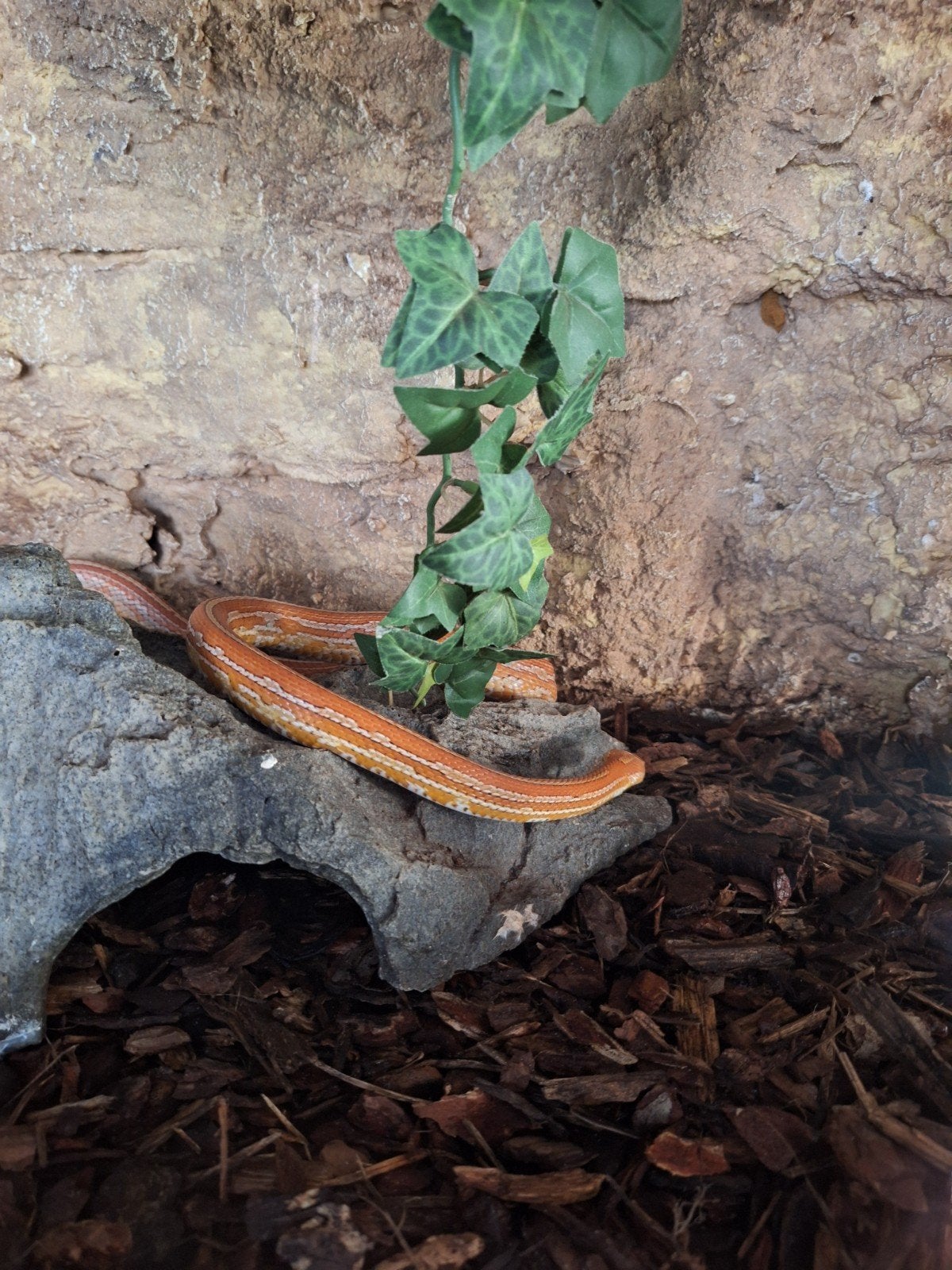 Rode Rattenslang
Rode Rattenslang Corn Snake photo 3