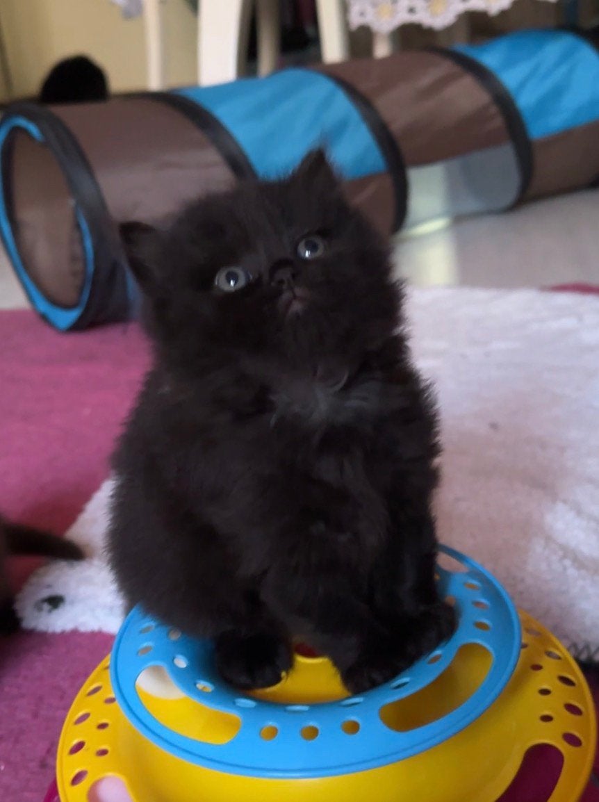 Britse korthaar/langhaar kittens, Dieren en Toebehoren, Katten en Kittens | Raskatten | Langhaar, Meerdere dieren, Gechipt, 0 tot 2 jaar