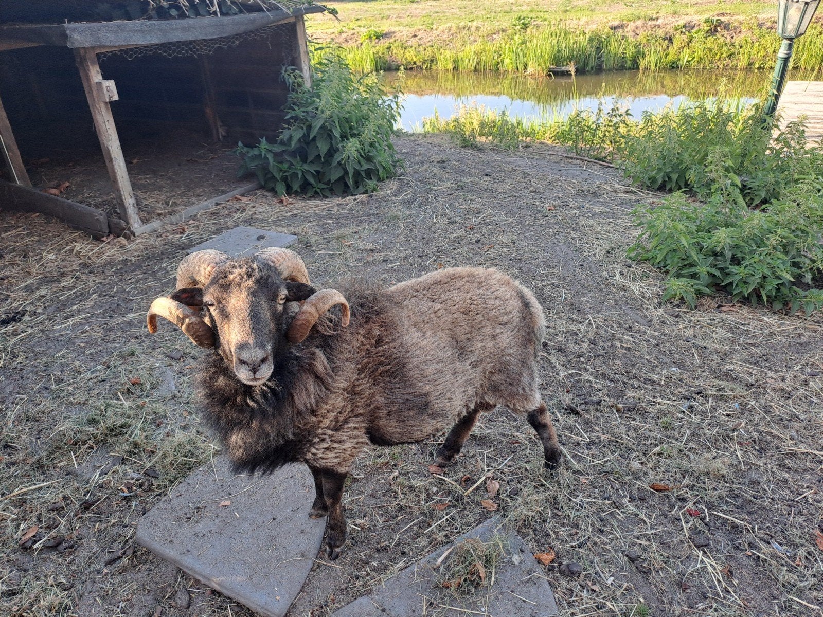 Schaap, ram, ouessant schaap, Mannelijk, Schaap