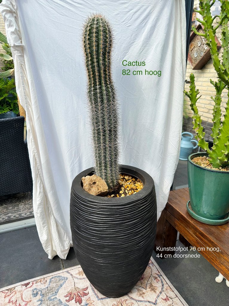 cactus, Ophalen, 100 tot 150 cm, Bloeiende kamerplant, Volle zon