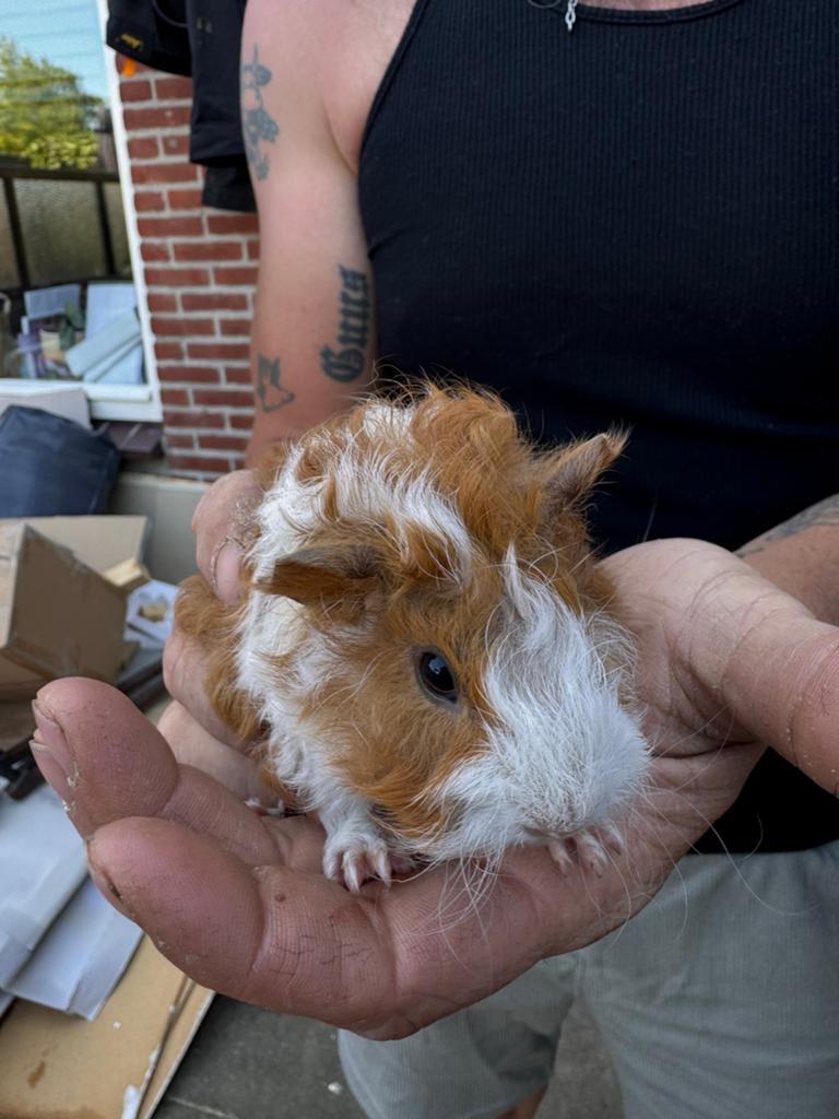 Schattige baby cavia’s te koop, Dieren en Toebehoren, April, Meerdere dieren, Cavia