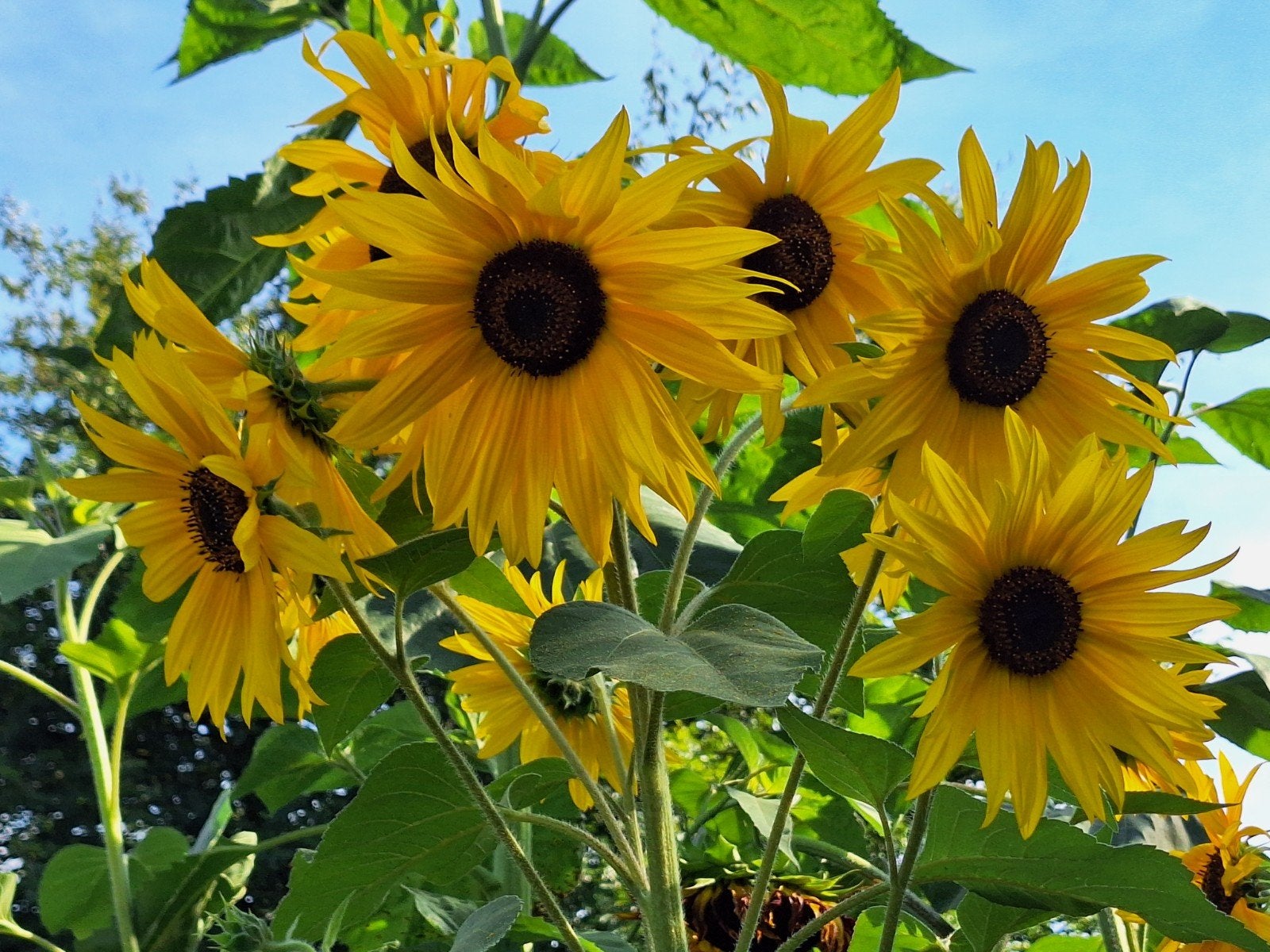 Zonnebloemzaden - Kweek je eigen prachtige zonnebloemen!, Ophalen of Verzenden, Voorjaar, Volle zon, Zaad