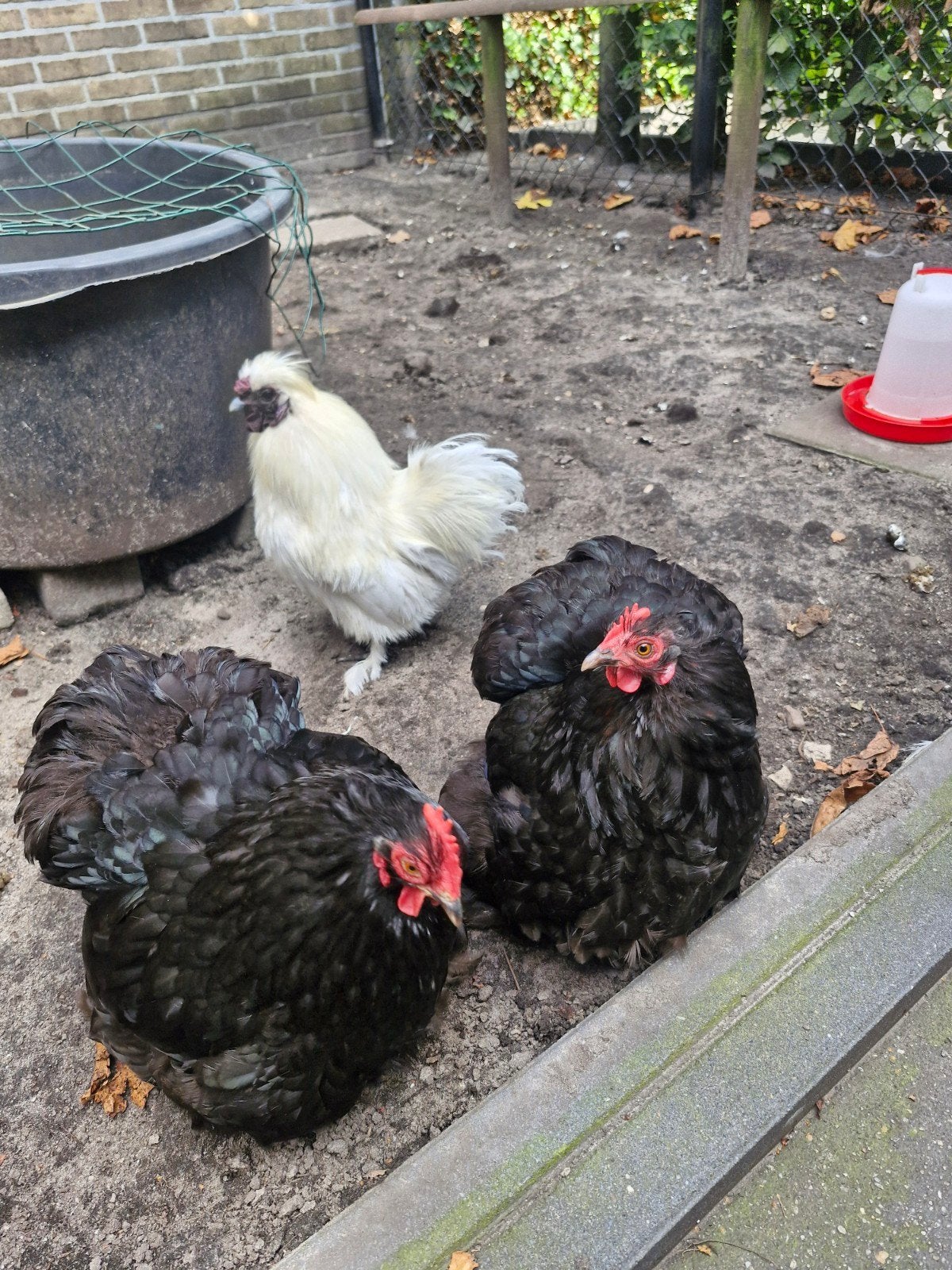 Witte zijdehoender krielhaan en 2 zwarte cochinkriel hennen, Dieren en Toebehoren, Pluimvee, Meerdere dieren, Kip