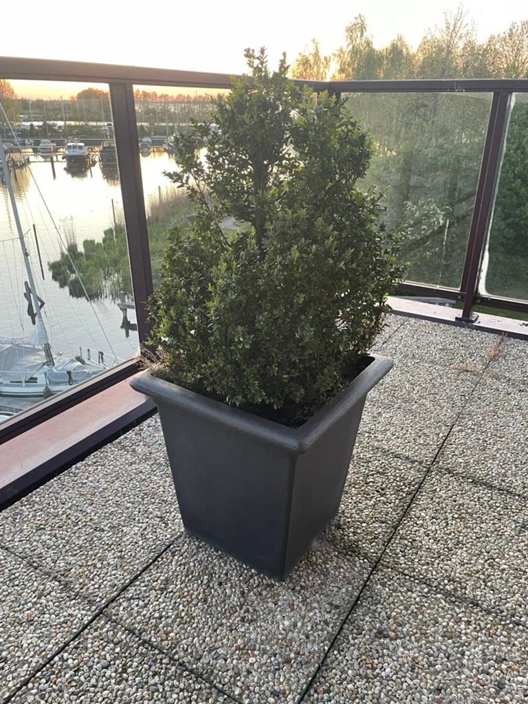 Buxus in pot - Ideaal voor terras of balkon, Tuin en Terras, Planten | Bomen, Bloeit niet, Halfschaduw, Overige soorten, 100 tot 250 cm
