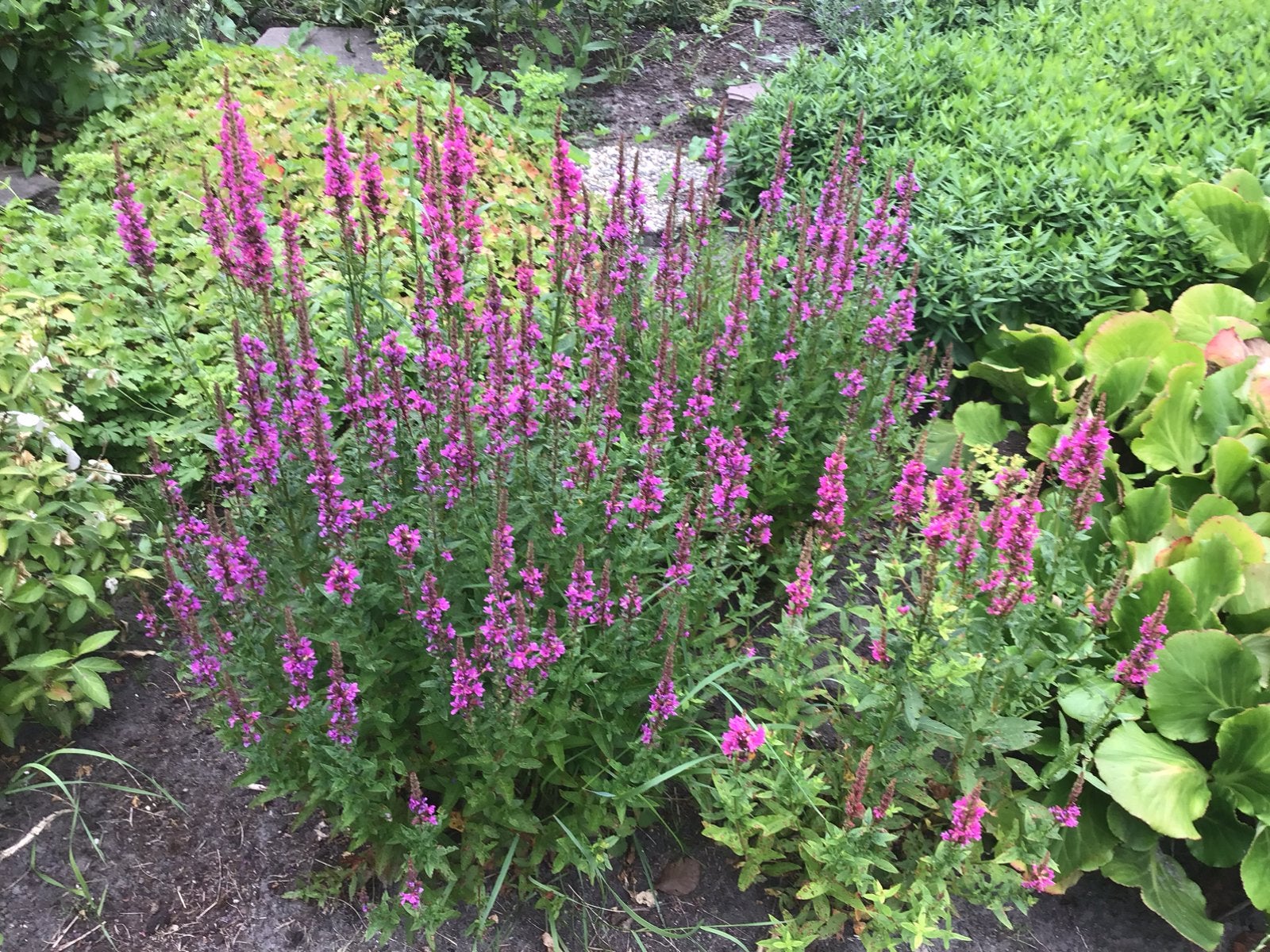 Vaste tuinplaten, Tuin en Terras, Planten | Tuinplanten, Ophalen, Overige soorten, Volle zon