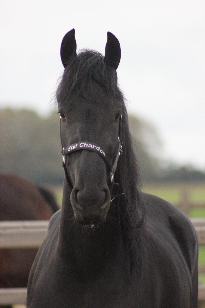 Drachtige Friese merrie, Merrie, Dressuurpaard, Zadelmak, 3 tot 6 jaar