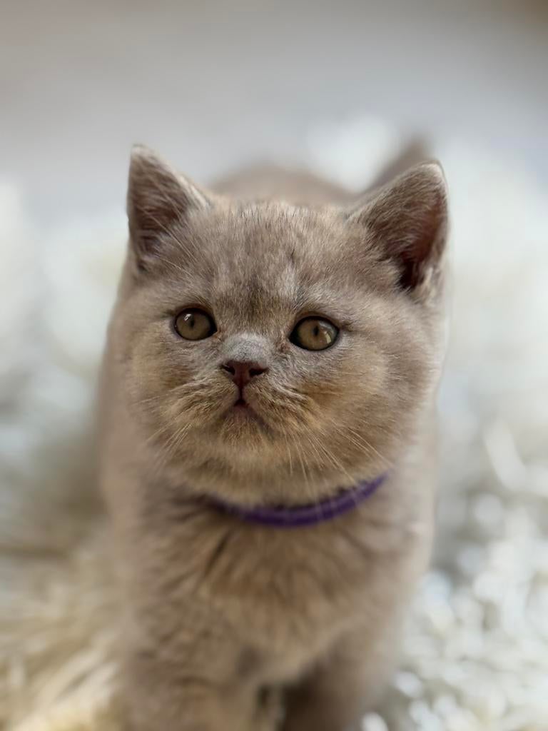Britse Korthaar Kittens, klaar voor vertrek, Dieren en Toebehoren, Meerdere dieren, Ontwormd
