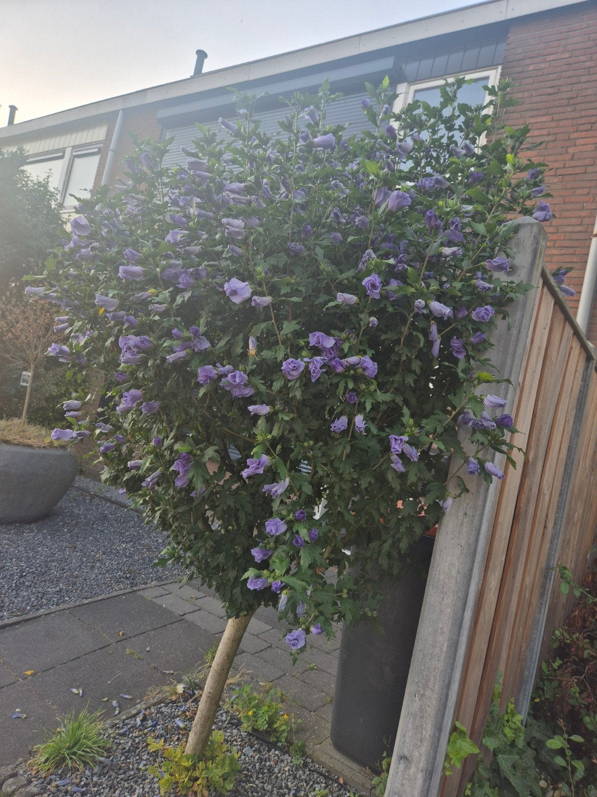 Mooie prachtige bloeiende plant, Overige soorten, 250 tot 400 cm, Zomer, Ophalen