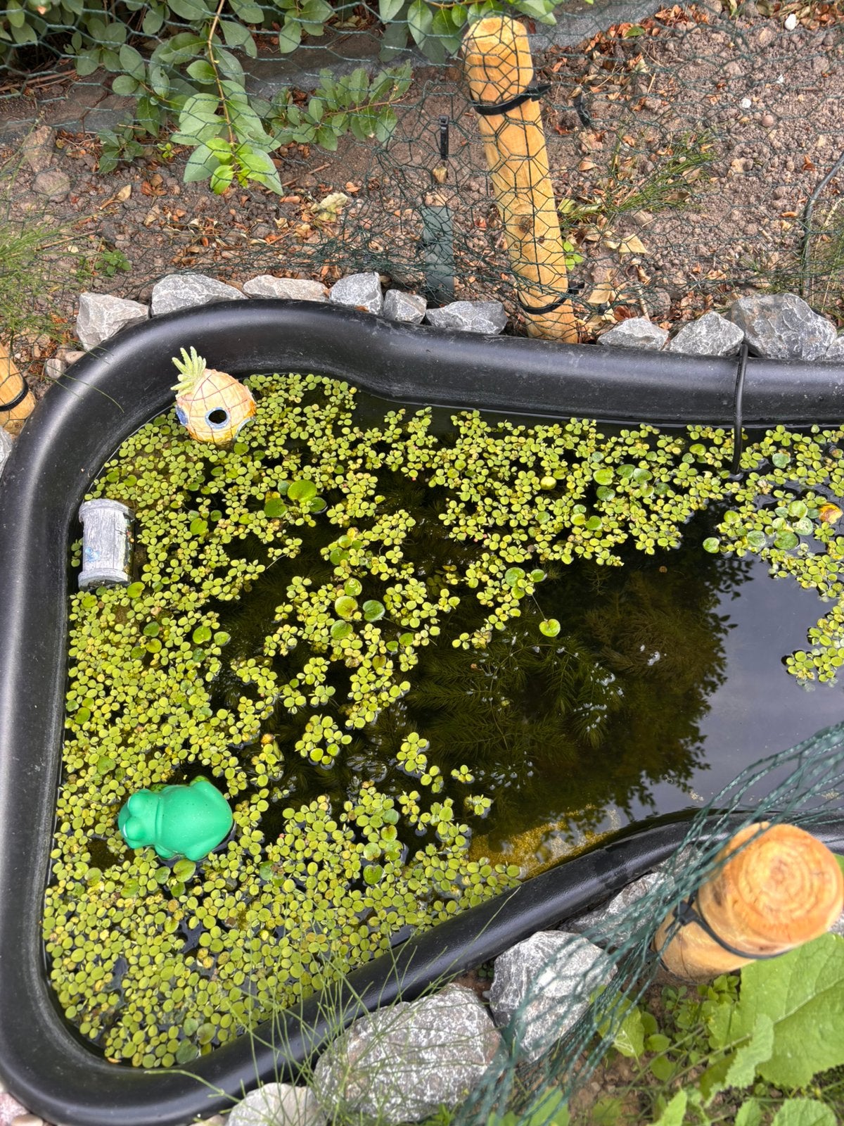 Waterplanten: waterpest en kleine waternavel, Ophalen, Nieuw