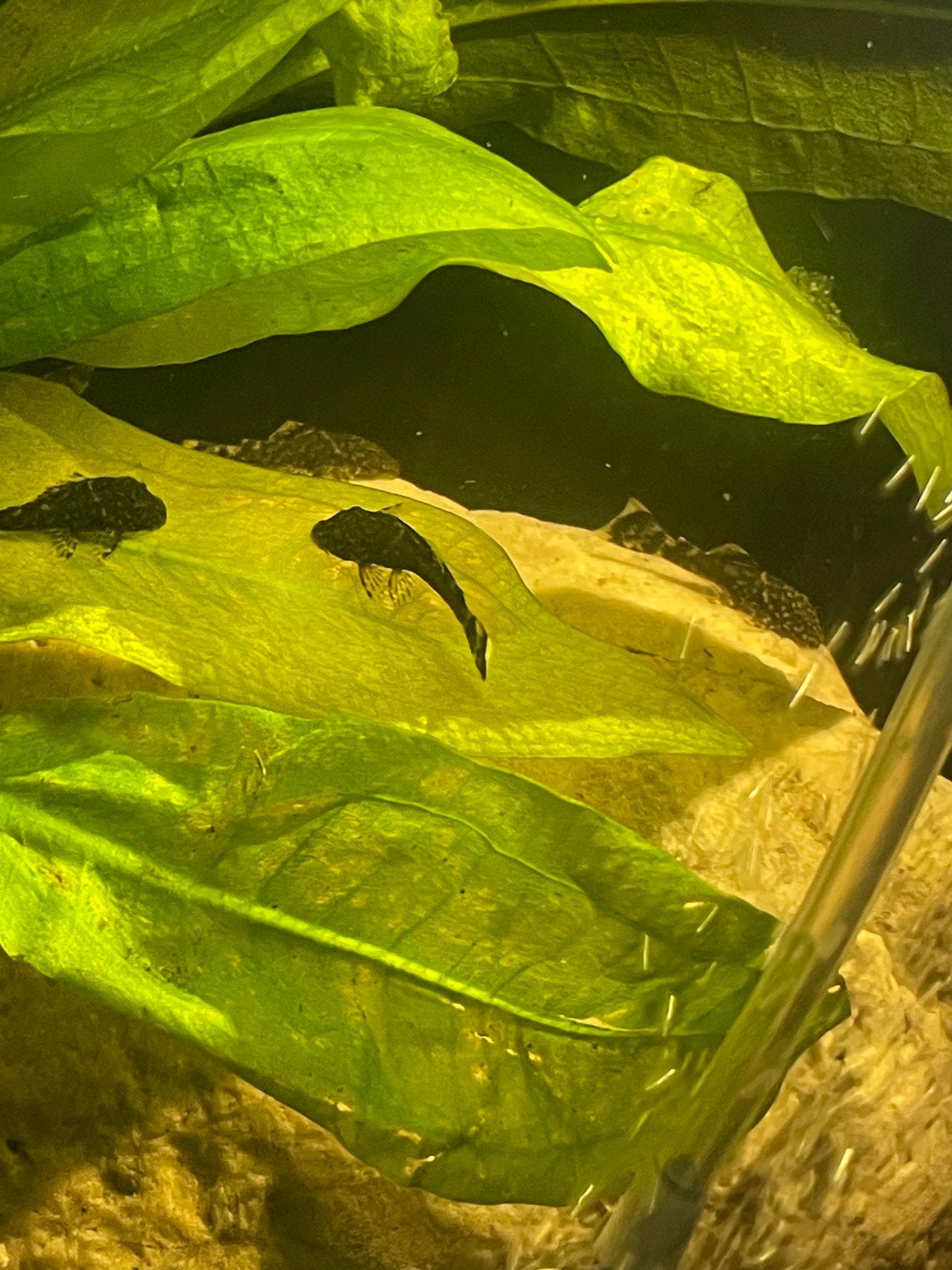 Ancistrus 3/4cm black longfin gene, Dieren en Toebehoren, Vis