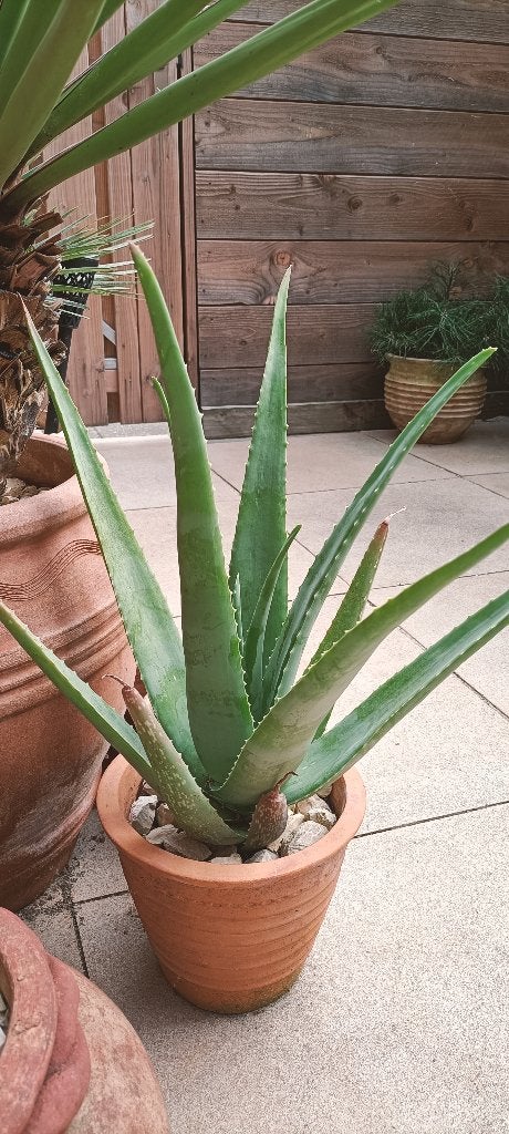 Aloë vera, met wortelkluit 60 centimeter hoog, Ophalen, Vetplant, Halfschaduw, Minder dan 100 cm