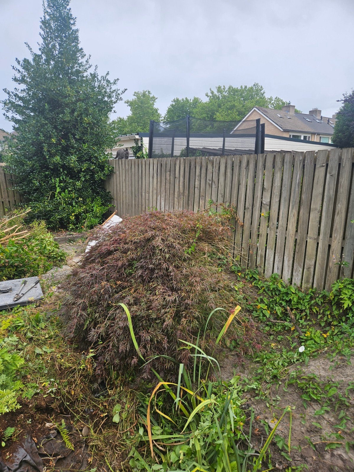 Japanse Esdoorn (Acer palmatum) - Grote struik/kleine boom, Tuin en Terras, Ophalen, Halfschaduw, Overige soorten, Lente