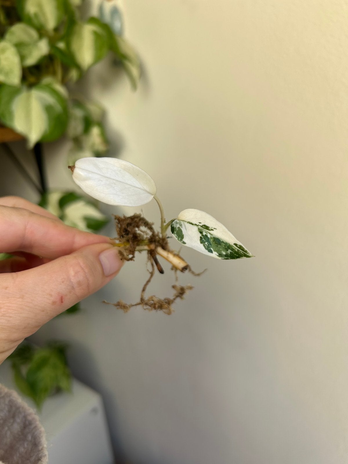 Epipremnum pinnatum albo variegata, gewortelde stek, Ophalen of Verzenden