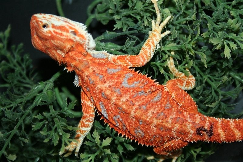 Baardagamen Bearded Dragons Red Bleu-tiger Hypo Trans Bearded Dragon photo 5