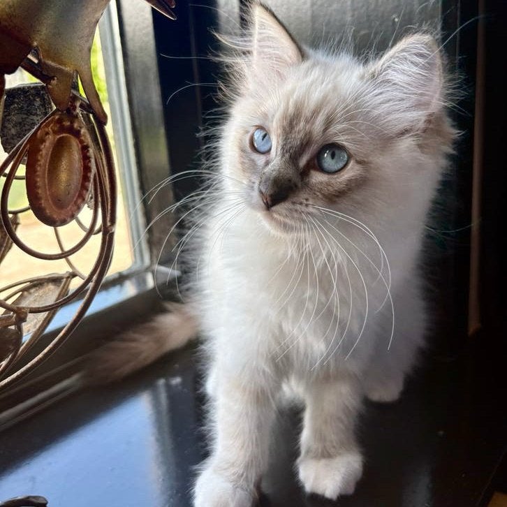 Ragdoll kitten, Dieren en Toebehoren, Poes, Gechipt, 0 tot 2 jaar