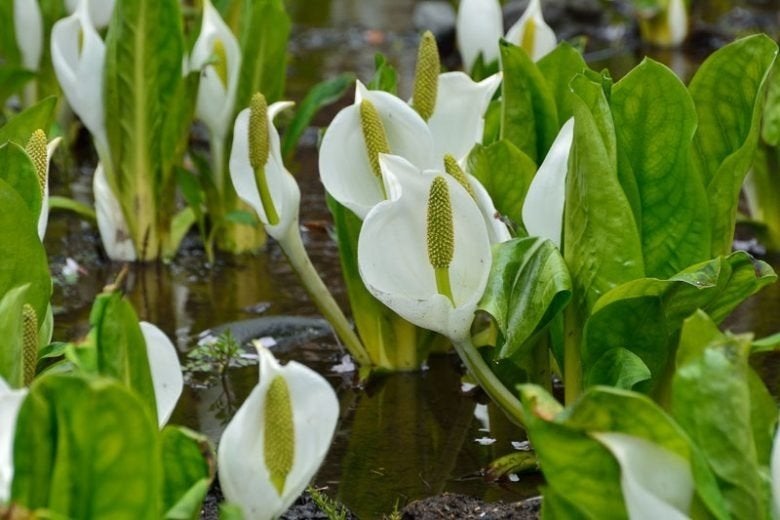 Witte moerasaronskelk (vijverplant) zaailing, Ophalen, Vaste plant, Halfschaduw, Vijverplanten