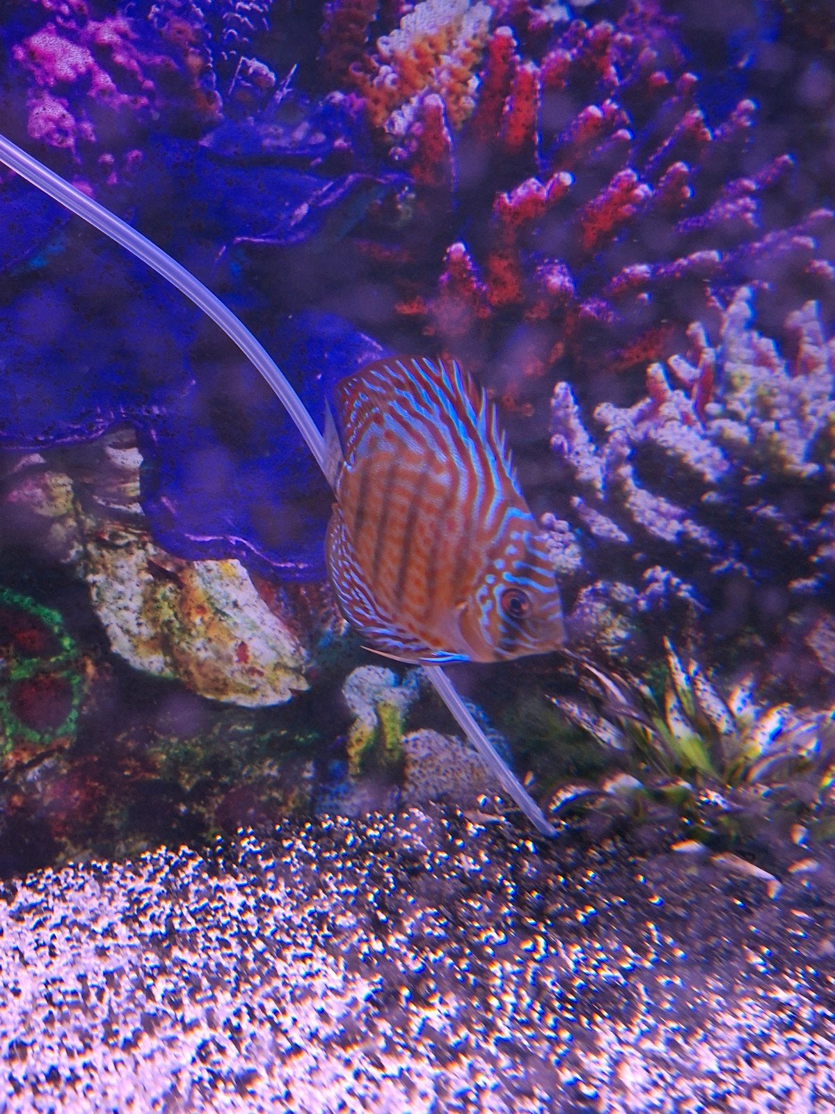 Aquarium, Dieren en Toebehoren, Ophalen, Inclusief vissen, Gebruikt, Aquatlantis