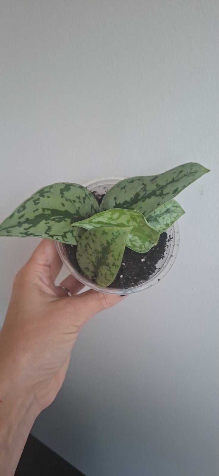 Scindapsus silver lady - kamerplant, Ophalen of Verzenden, Halfschaduw, Minder dan 100 cm