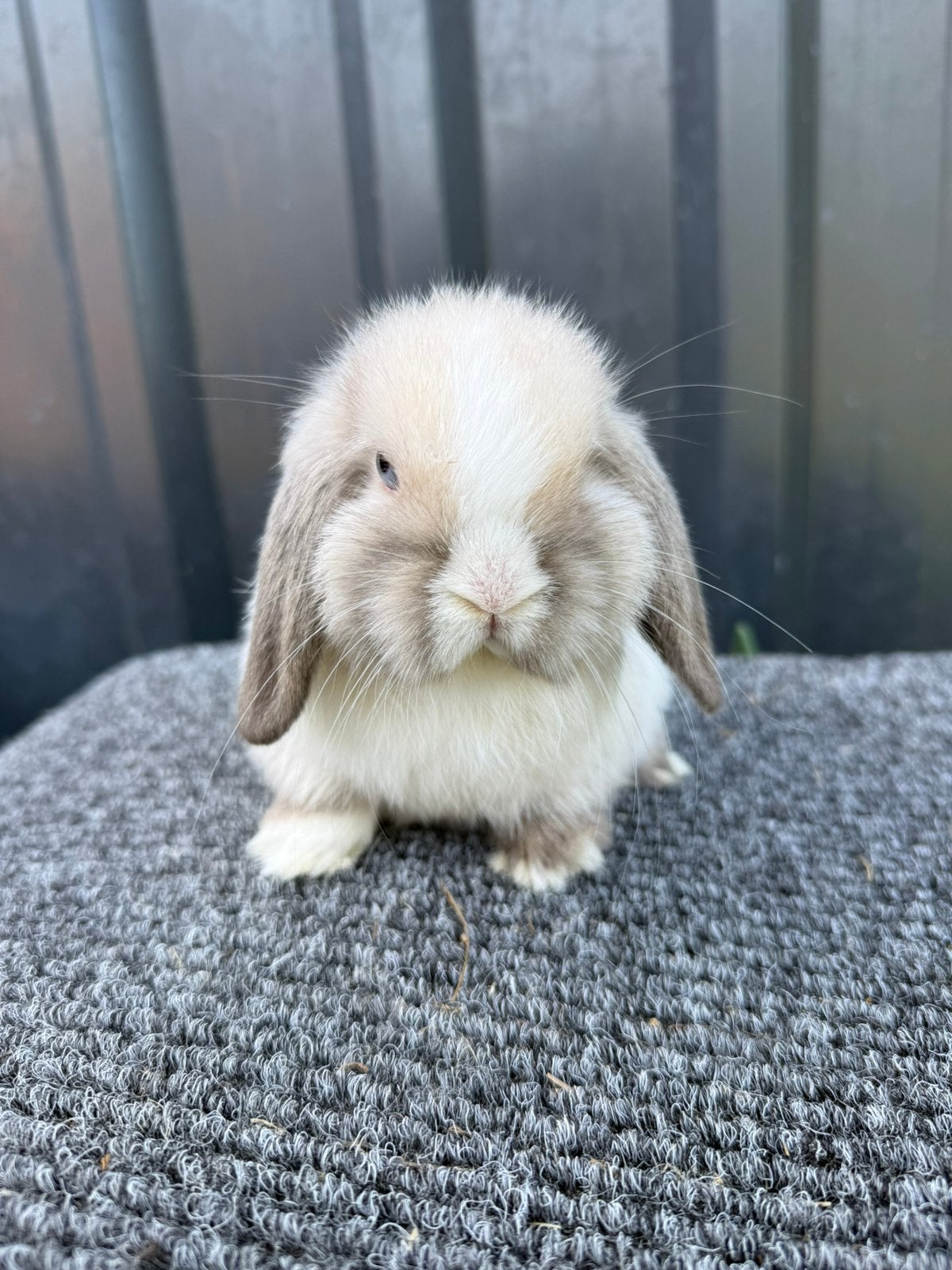 Lieve raszuivere minilop konijntjes, Meerdere dieren, Dwerg