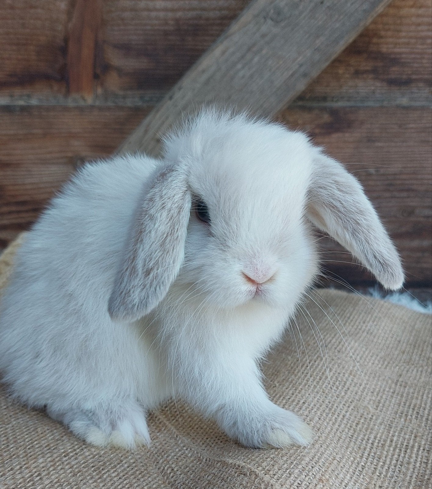 knap minilop konijntje, Dieren en Toebehoren, Konijnen, Vrouwelijk, Klein, Hangoor, 0 tot 2 jaar