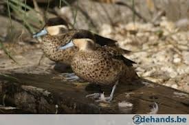 Siereenden, Dieren en Toebehoren, Pluimvee, Meerdere dieren, Eend