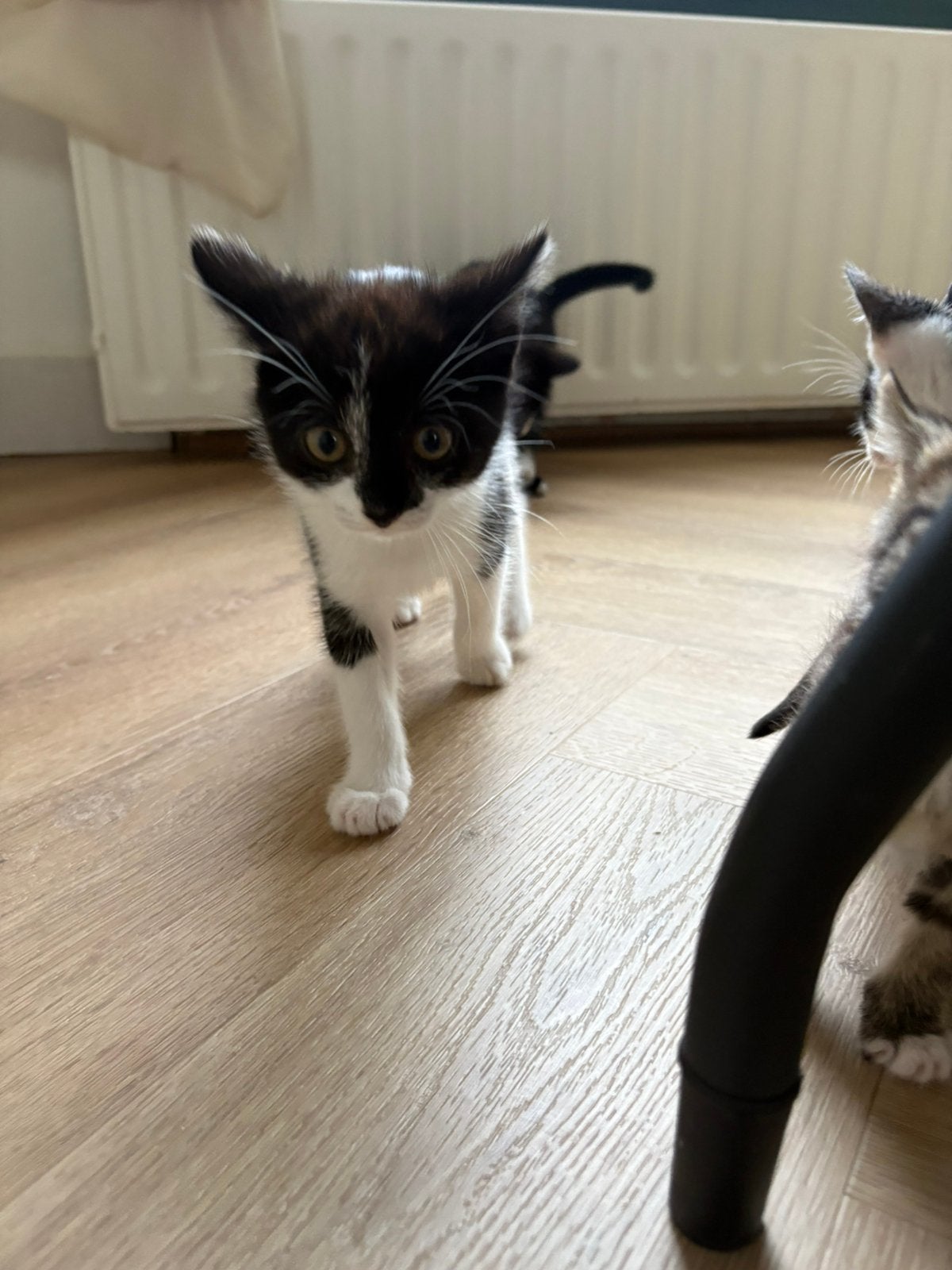 Kittens zwart wit 1 tijger allemaal mannetjes, Dieren en Toebehoren, Katten en Kittens | Raskatten | Korthaar, Kater, Ontwormd