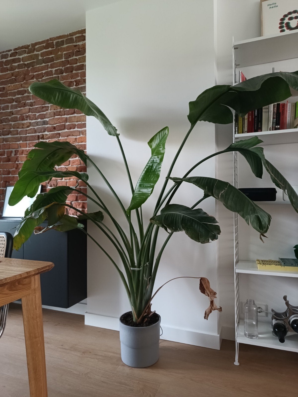 Large Bird of Paradise/ Strelitzia Nicolai, Ophalen, Overige soorten, In pot, 150 tot 200 cm