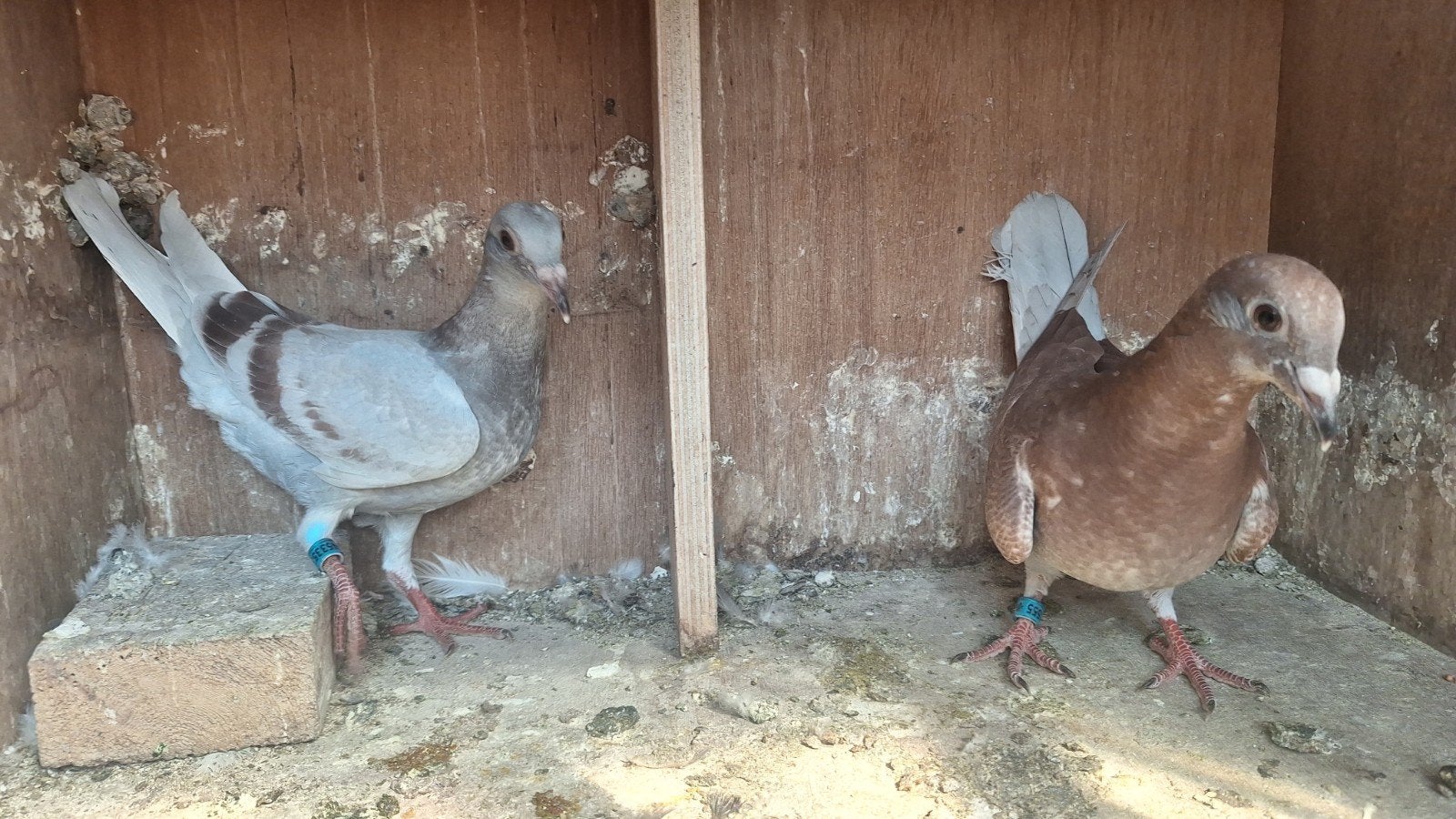 2 jongen uit super tt ouders, Meerdere dieren