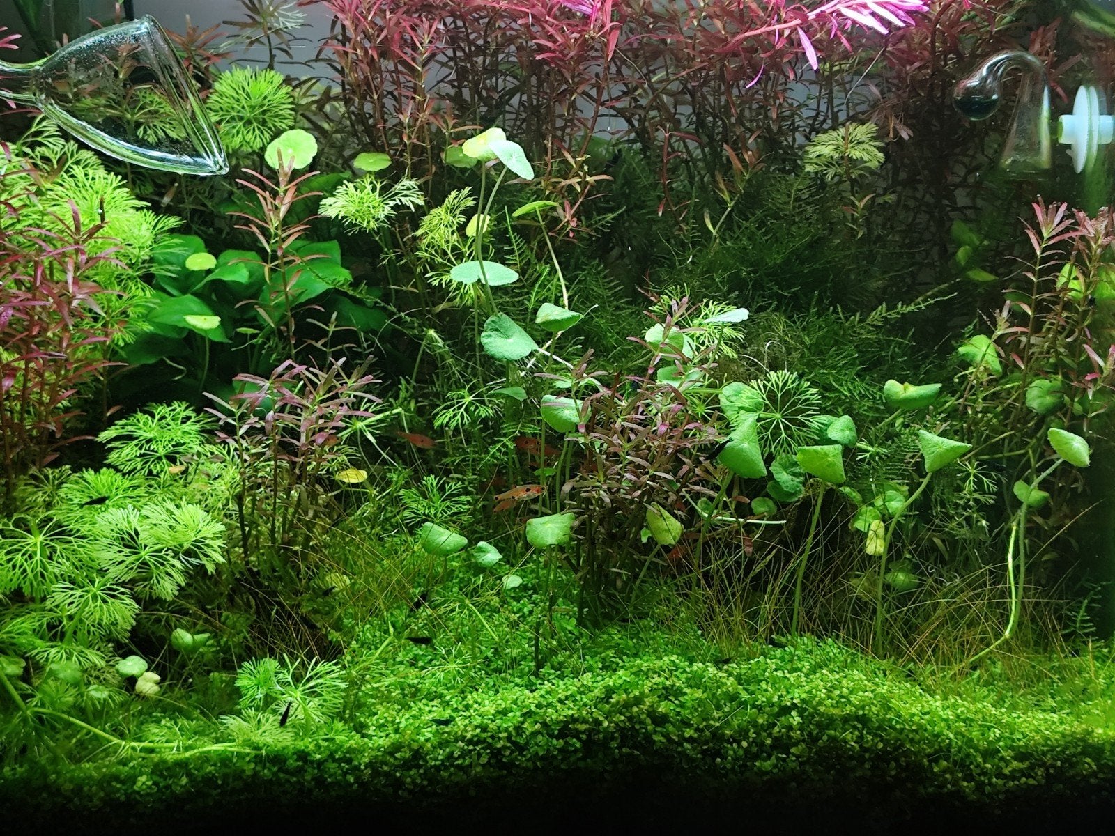 Trimbeurt Aquarium; drie zakjes, Ophalen, Plant(en), Steen of Hout