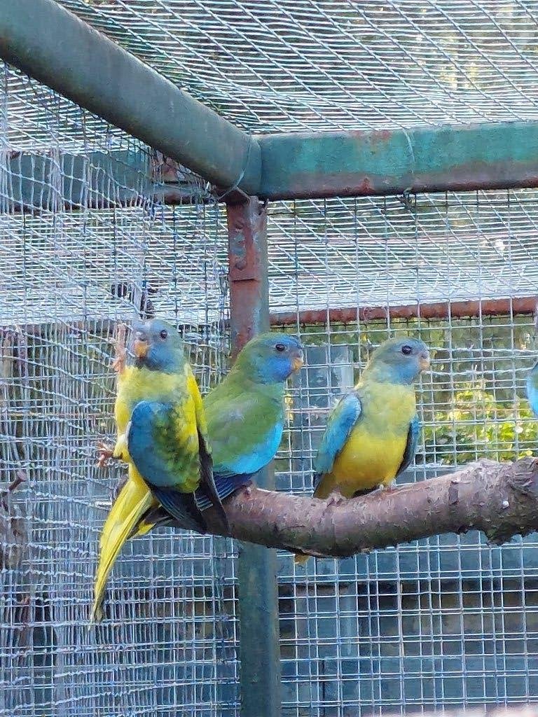 2 Opaline Splendid Poppen En 2 Wildkleur Splendids, Vrouwelijk, Parkiet, Geringd