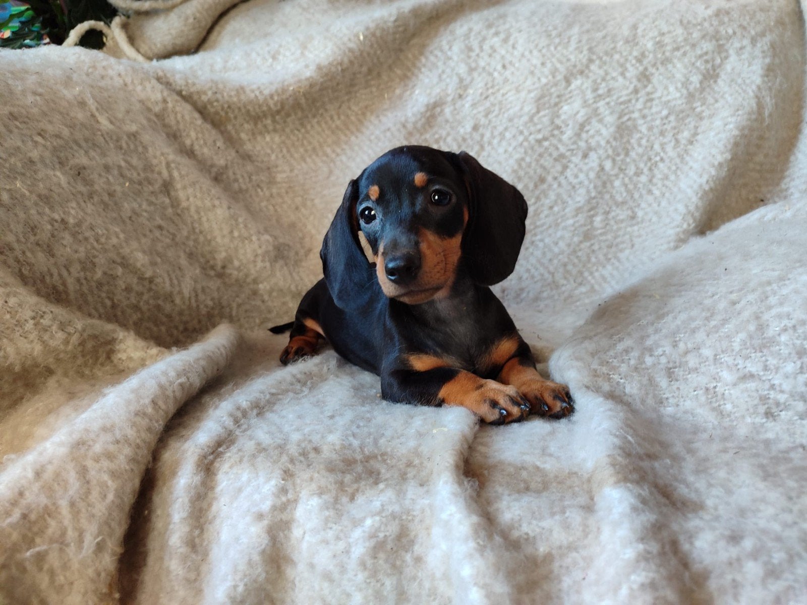 Schattige dwergteckel pups, puppy's, Dieren en Toebehoren, Honden | Teckels en Dashonden, Parvo, 8 tot 15 weken, Korthaar, Dwerg