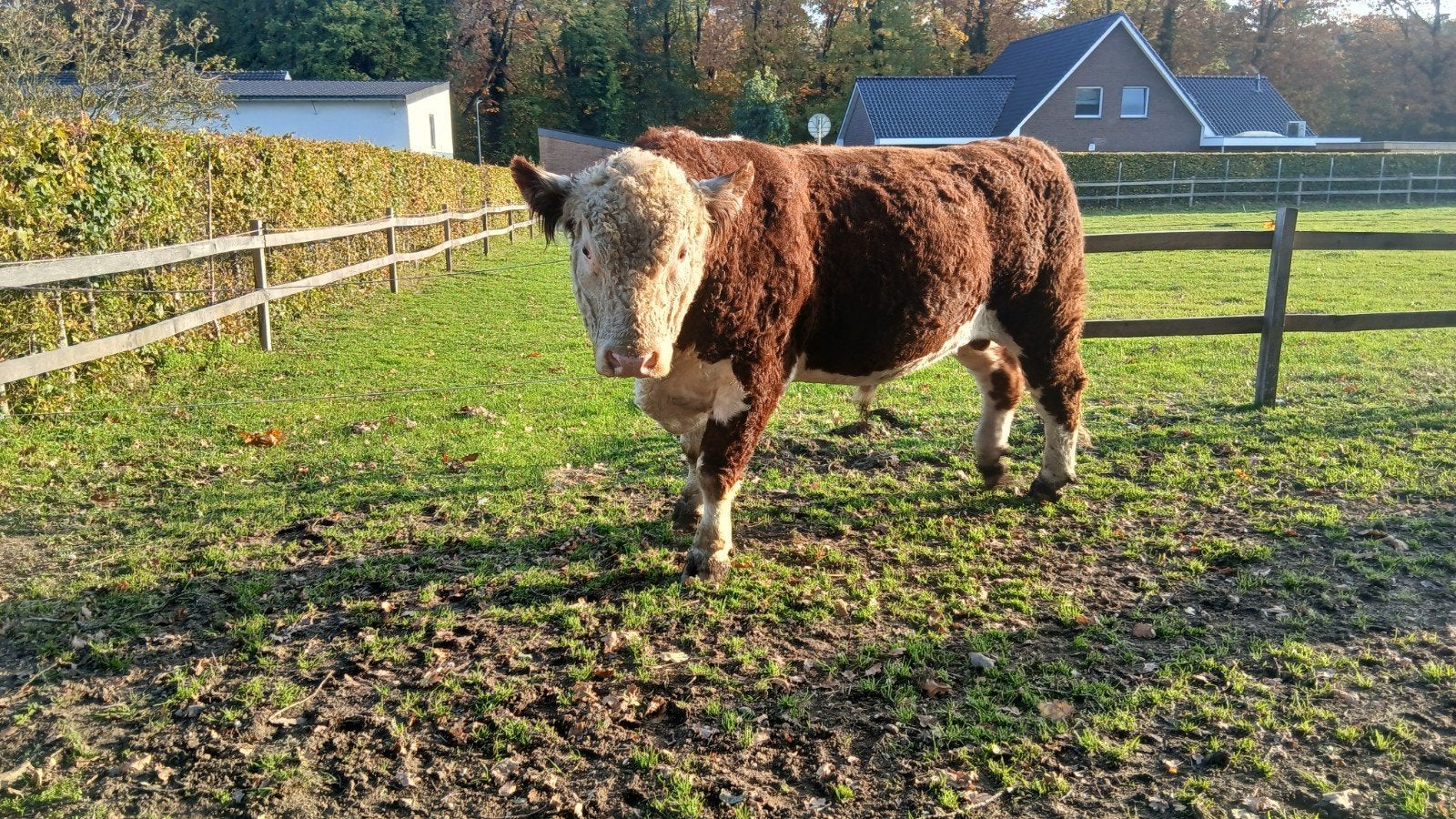 hereford, runderen, rund, koeien, koe, stier, Meerdere dieren, 3 tot 6 jaar
