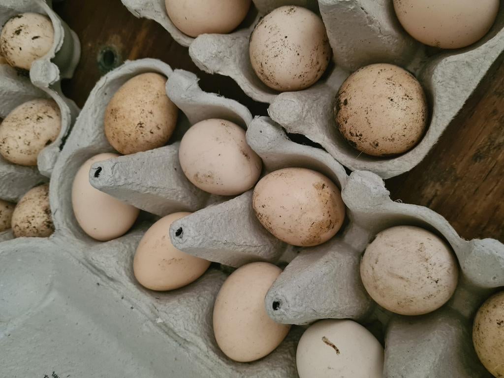 Broedeieren Chabo kriel, Dieren en Toebehoren, Pluimvee, Geslacht onbekend, Kip